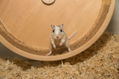 Close-up of mouse on wooden exercise wheel by sawdust