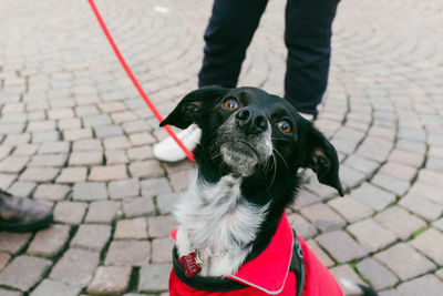 Close-up of men with dog