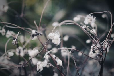 Close-up of wilted flowers