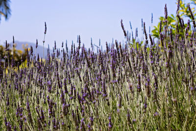 Close-up of purple lavender plants on field against sky