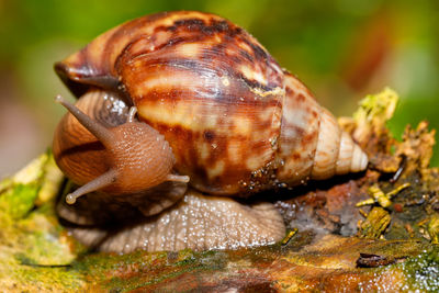 Close-up of snail