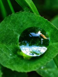 Close-up of insect on leaf