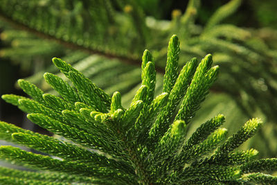 Close-up of fern growing on plant