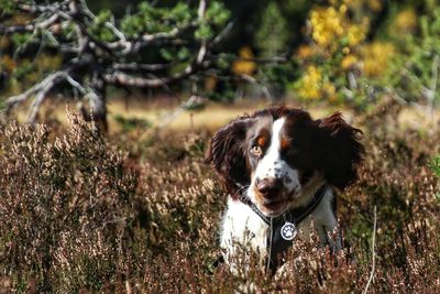 Portrait of dog on field
