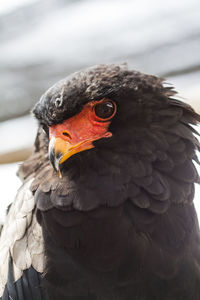 Close-up of bird