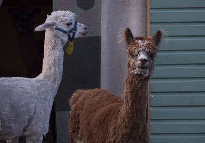 Alpaca animals vicugna pacos on a farm in sweden