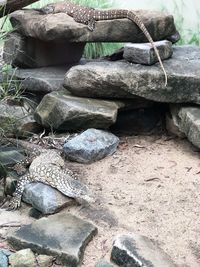 Close-up of snake on rock