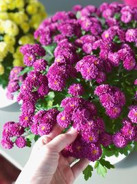 Close-up of hand holding pink flowers