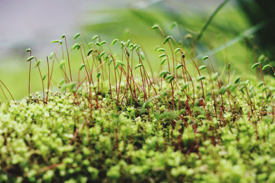 Close-up of fresh green grass in field