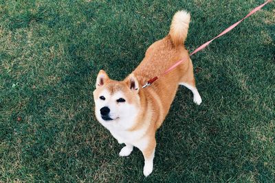 High angle portrait of dog standing on grassy field