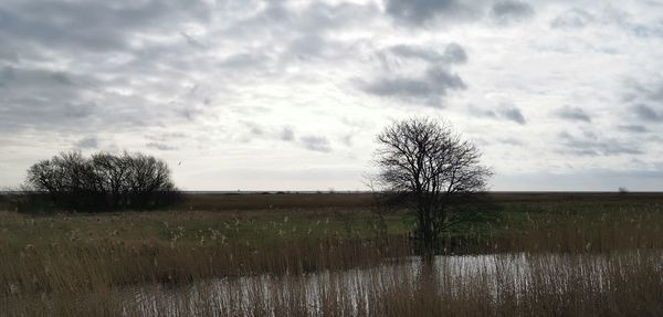 Bare trees on field against sky