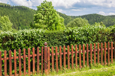 Plants growing on field against sky