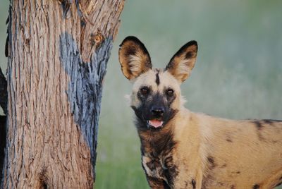 Close-up portrait of african wild dog next to tree trunk