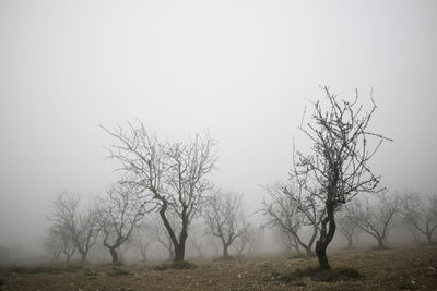 Bare trees on field against sky
