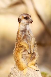 Close-up of meerkat on rock