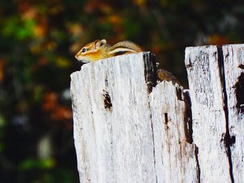 Close-up of wooden plank