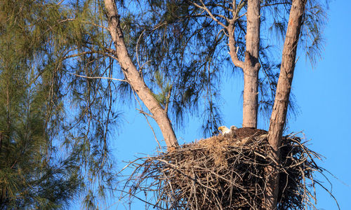 Low angle view of bare tree against clear blue sky