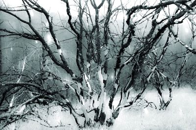 Snow covered bare trees in forest