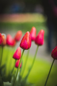 Close-up of red tulip