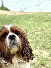 Close-up portrait of dog on field