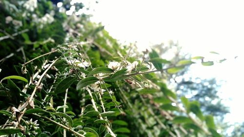 Close-up of plant against blurred background