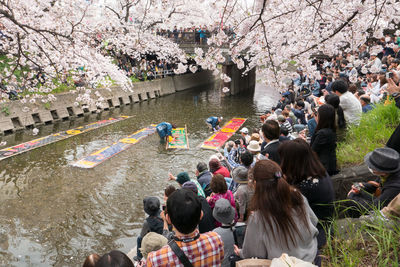 People sitting on riverbank under cherry blossom trees