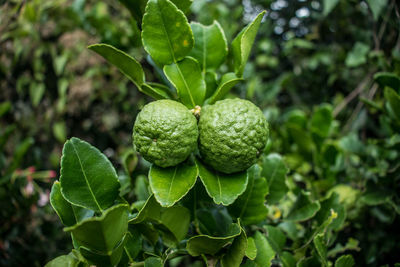 Close-up of fruit growing on plant