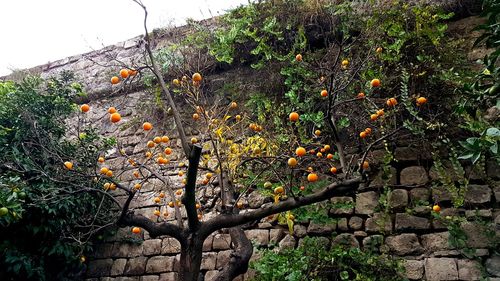 Close-up of ivy growing on tree