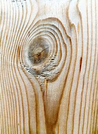 Full frame shot of tree trunk