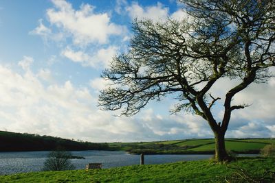 Tree by river against sky