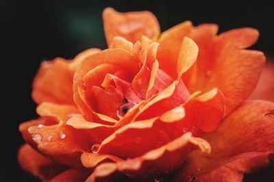 Close-up of orange flowers blooming against black background