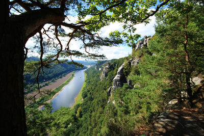 Panoramic shot of trees in forest against sky