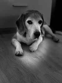 Portrait of dog sitting at home