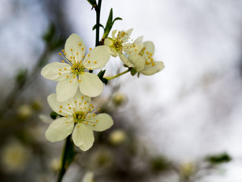 Close-up of white cherry blossoms