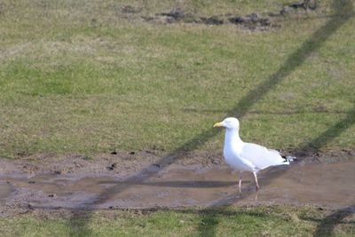Bird flying over field