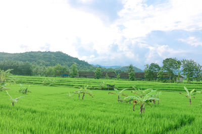 Scenic view of agricultural field against sky