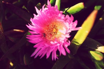 Close-up of pink flower blooming outdoors