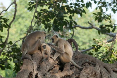 Hanuman langurs family in rantambhore national park