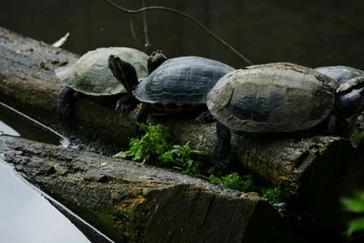 Close-up of turtle in water