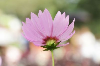 Close-up of pink flower blooming outdoors