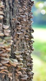 Close-up of tree trunk in forest