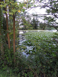 Scenic view of lake amidst trees in forest