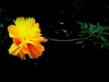 Close-up of yellow flowers