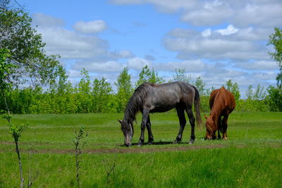 Horse grazing on green grass field near water place