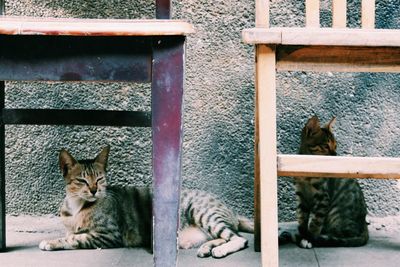 Portrait of cat lying down