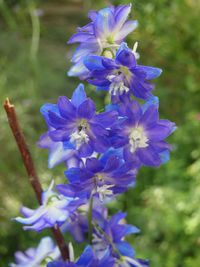 Close-up of purple flowering plant