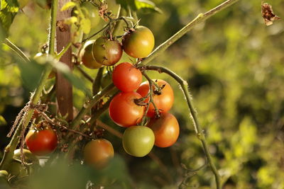 Close-up of tomatoes growing on tree