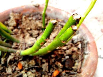 Close-up of plant