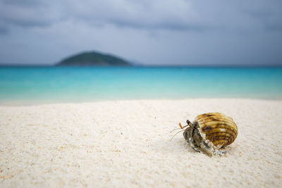 Close-up of crab on beach against sky