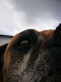 Close-up of horse against sky